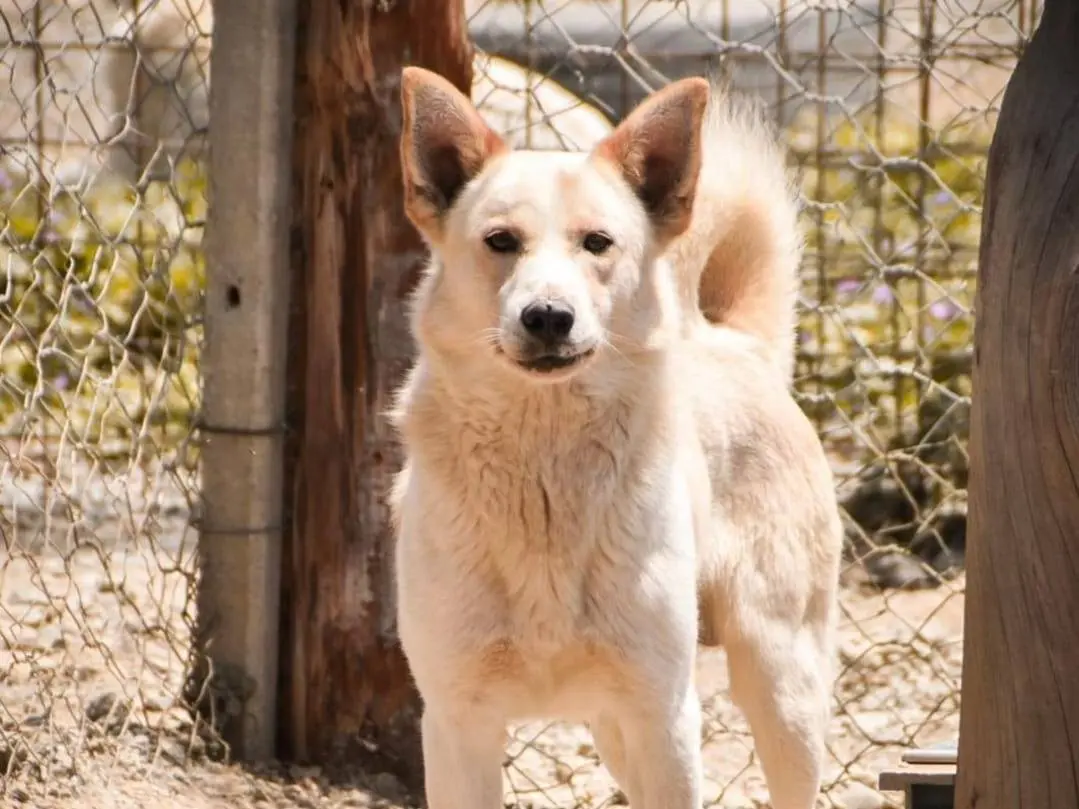 Adotta un cane, maschio, 4 anni e 2 mesi, Crotone