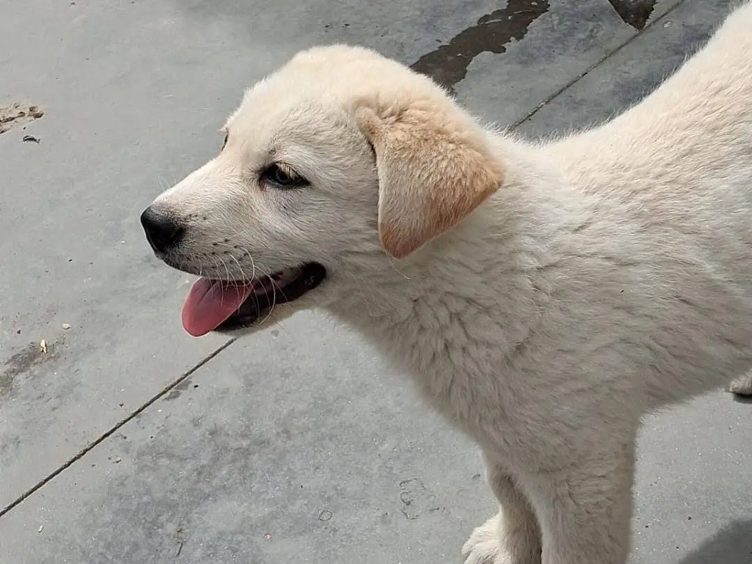 Adotta un cane, taglia media, maschio, Crotone