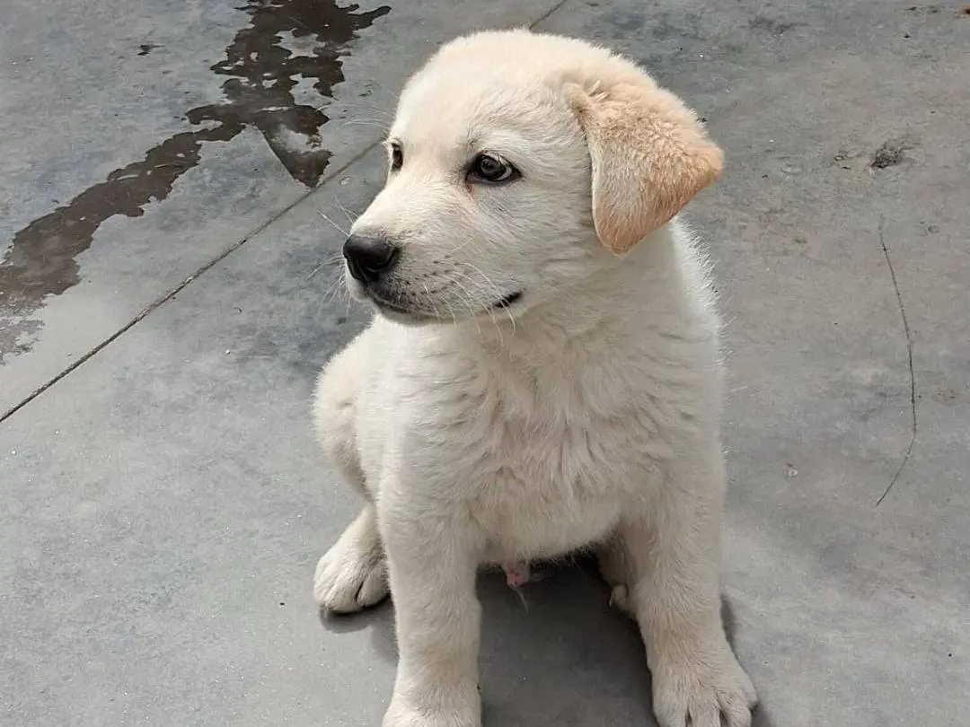 Adozione cane, maschio, Razza sconosciuta Razza sconosciuta, 9 mesi, taglia media, Crotone