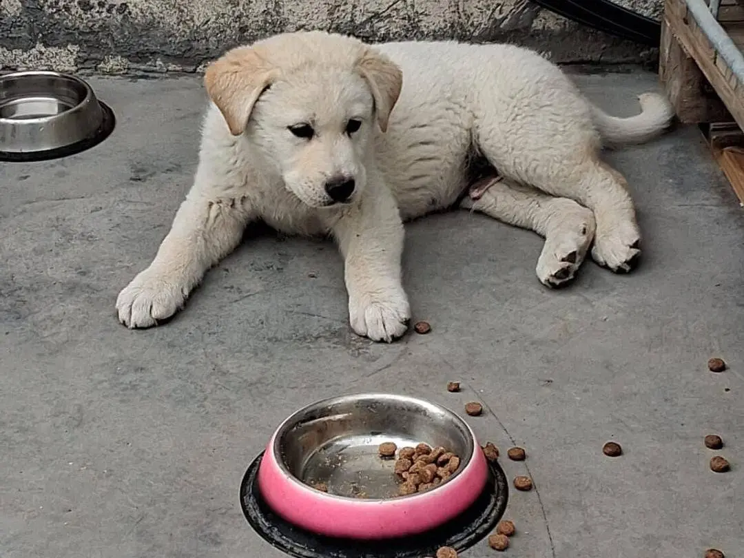 Vuoi adottare un cane a Crotone?