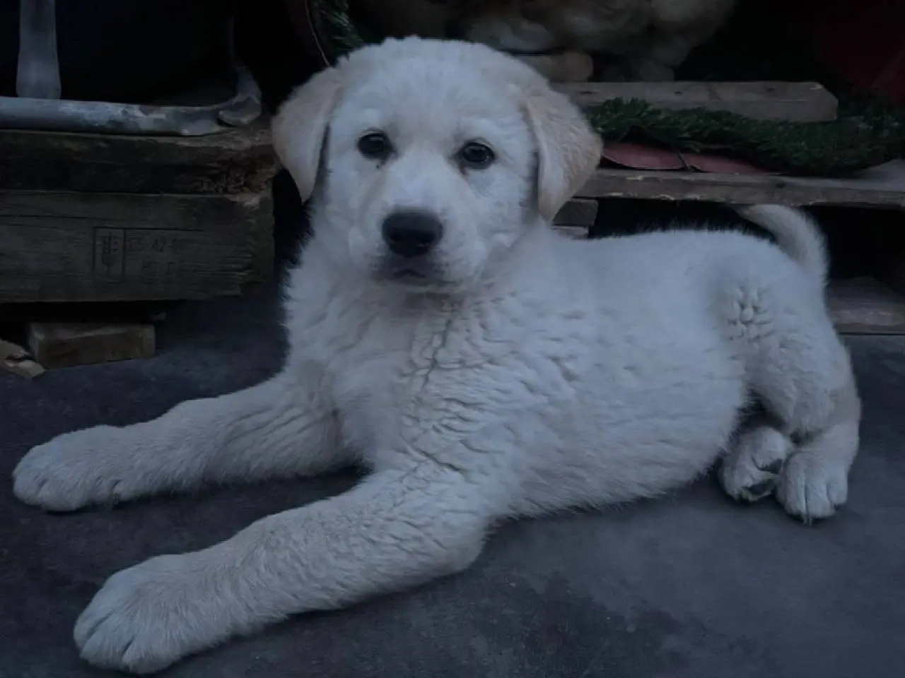 Adotta un cane, maschio, 9 mesi, Crotone