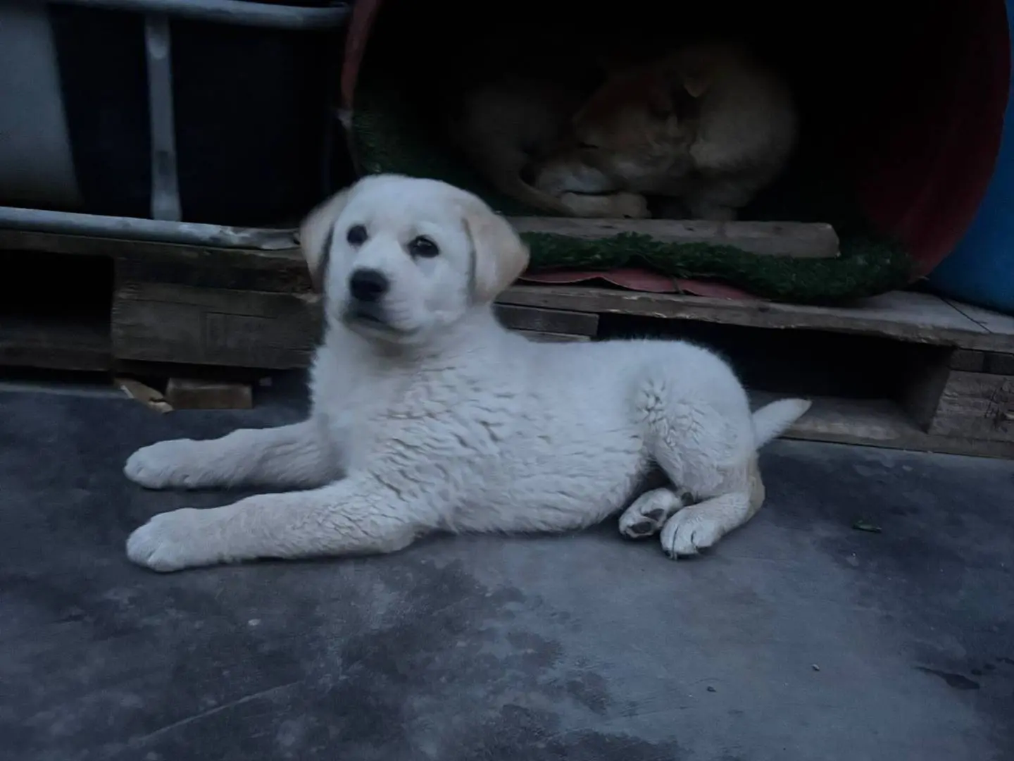 Adotta il cane Kiro a Crotone