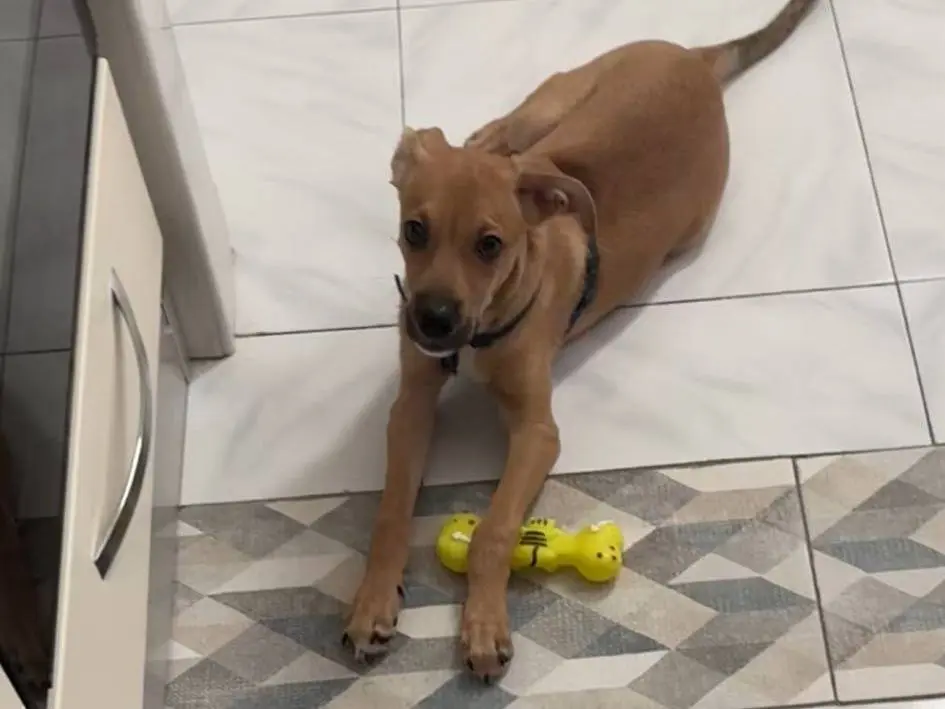 Adotta un cane, maschio, 2 anni e 2 mesi, Napoli