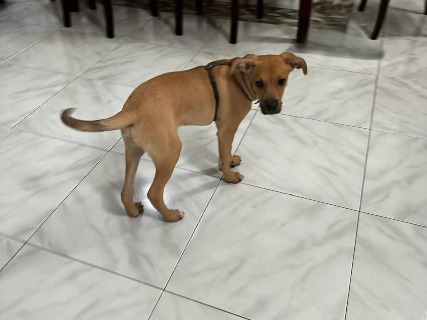 Adotta un cane, taglia media contenuta, maschio, Napoli