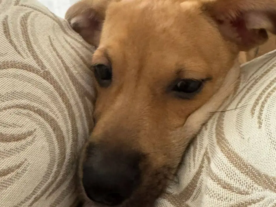 Adozione cane, maschio, Razza sconosciuta Razza sconosciuta, 2 anni e 2 mesi, taglia media contenuta, Napoli