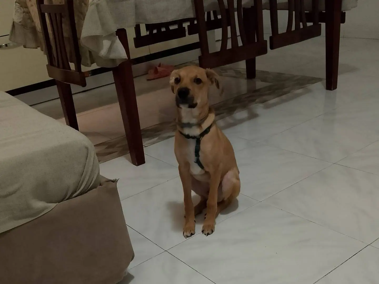 Adotta il cane BALU a Napoli