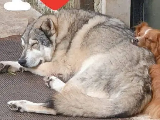 Adotta un cane, maschio, 11 anni, Bari
