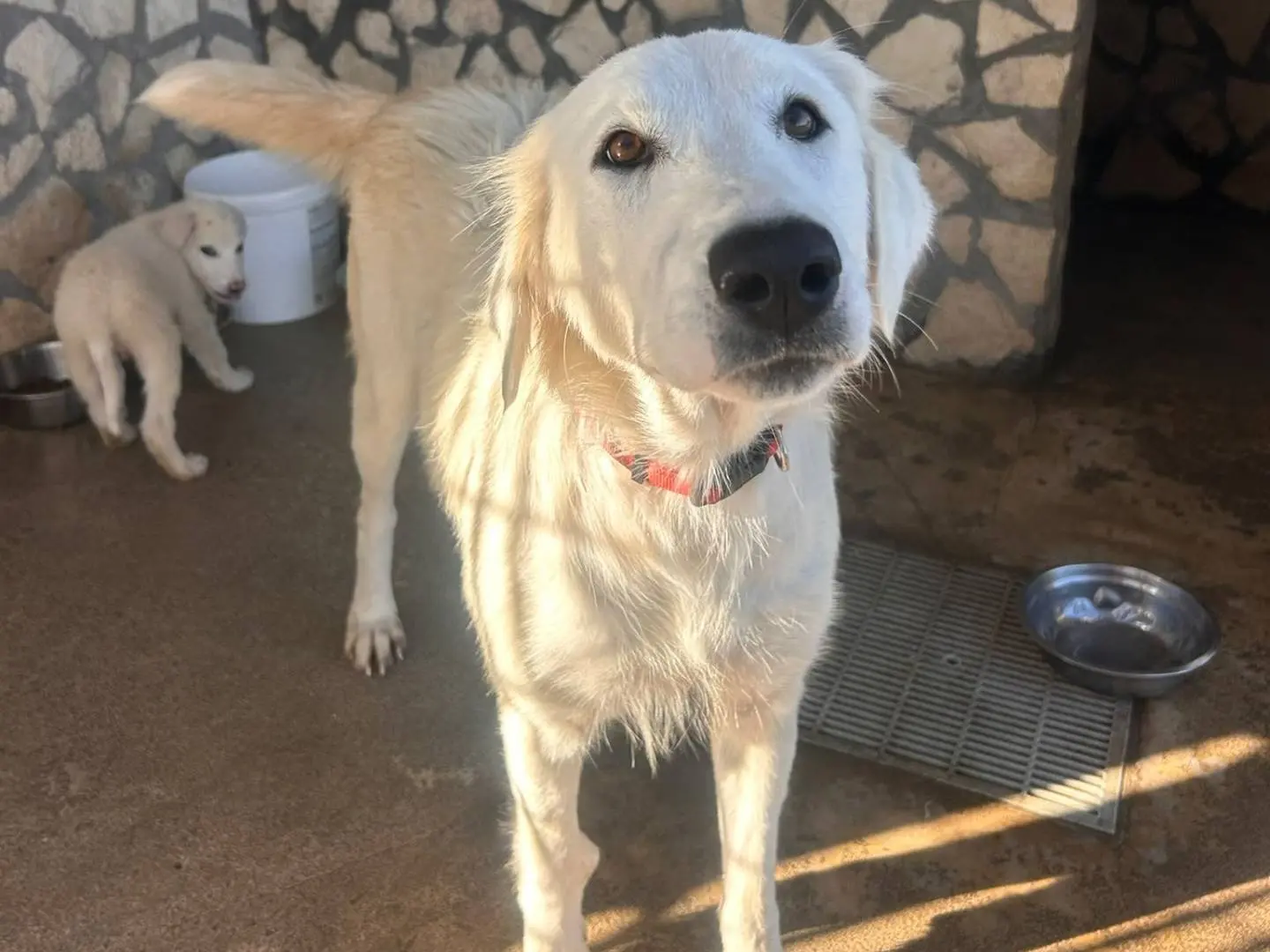 Adozione cane, femmina, Pastore maremmano Labrador Retriever, 2 anni e 1 mese, taglia grande, Siracusa