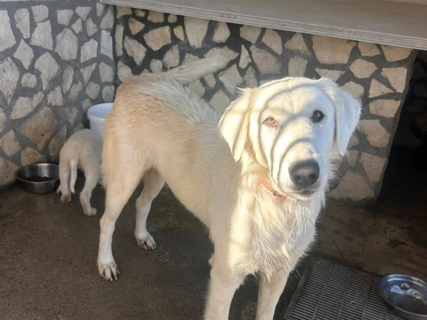 Adotta un cane, femmina, 2 anni e 1 mese, Siracusa