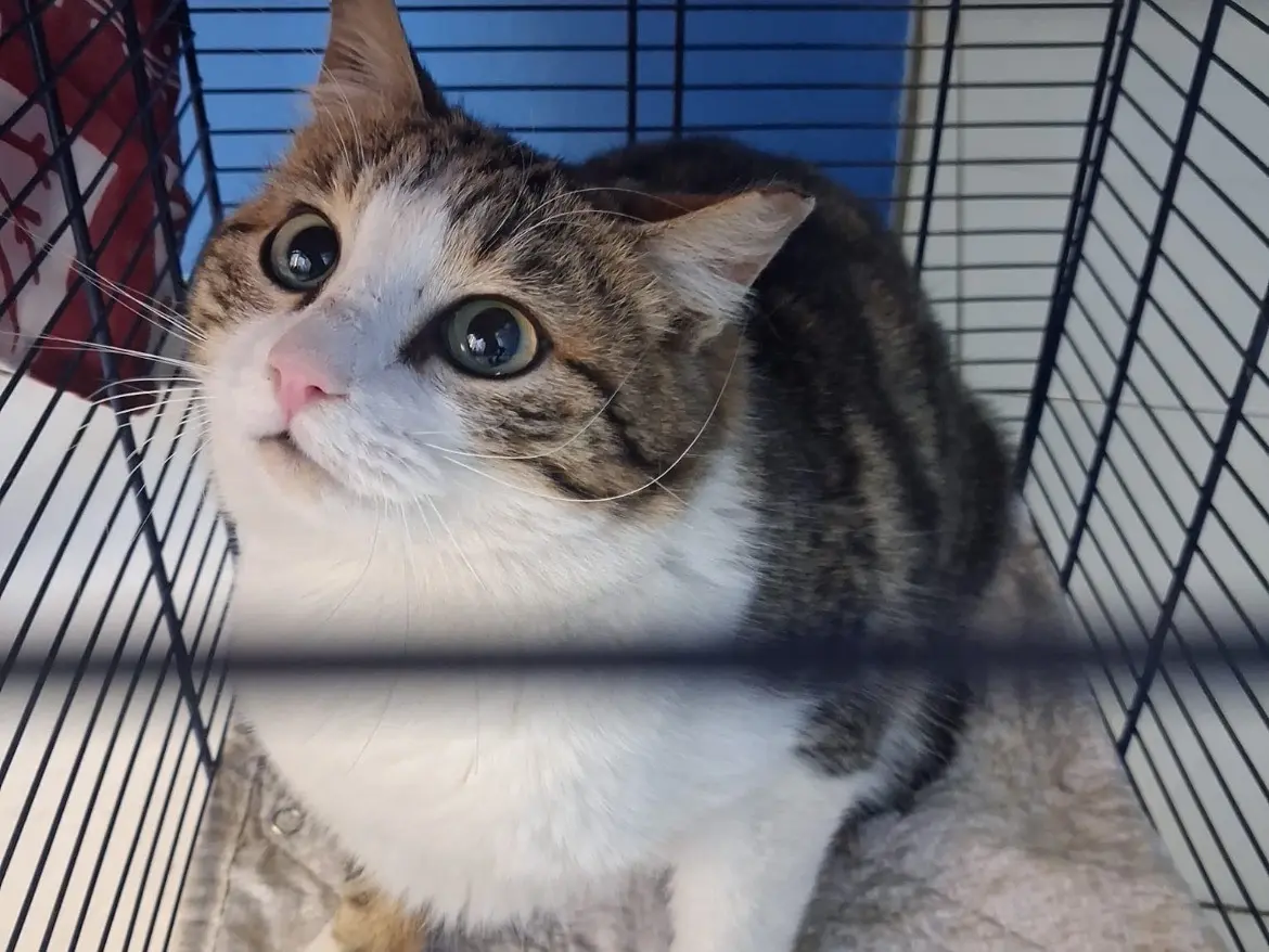 Adozione gatto, maschio, Razza sconosciuta Razza sconosciuta, 1 anno e 6 mesi, taglia non valida, Torino