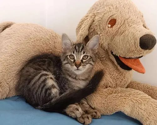 Foto 2 dell'animale