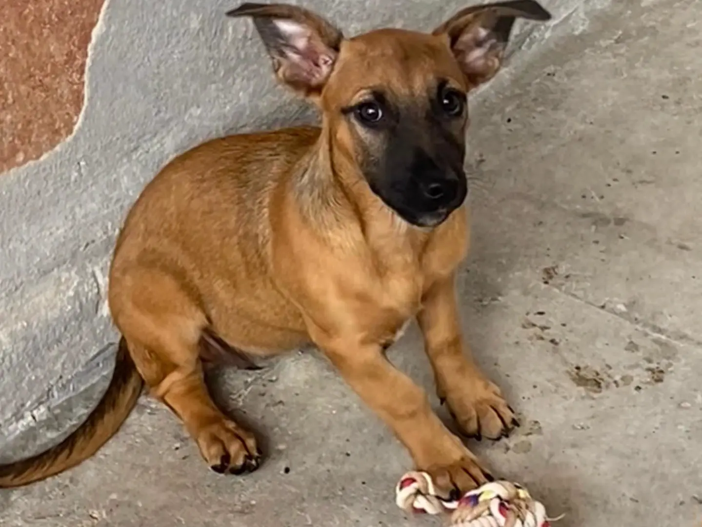 Adotta un cane, taglia media contenuta, femmina, Latina