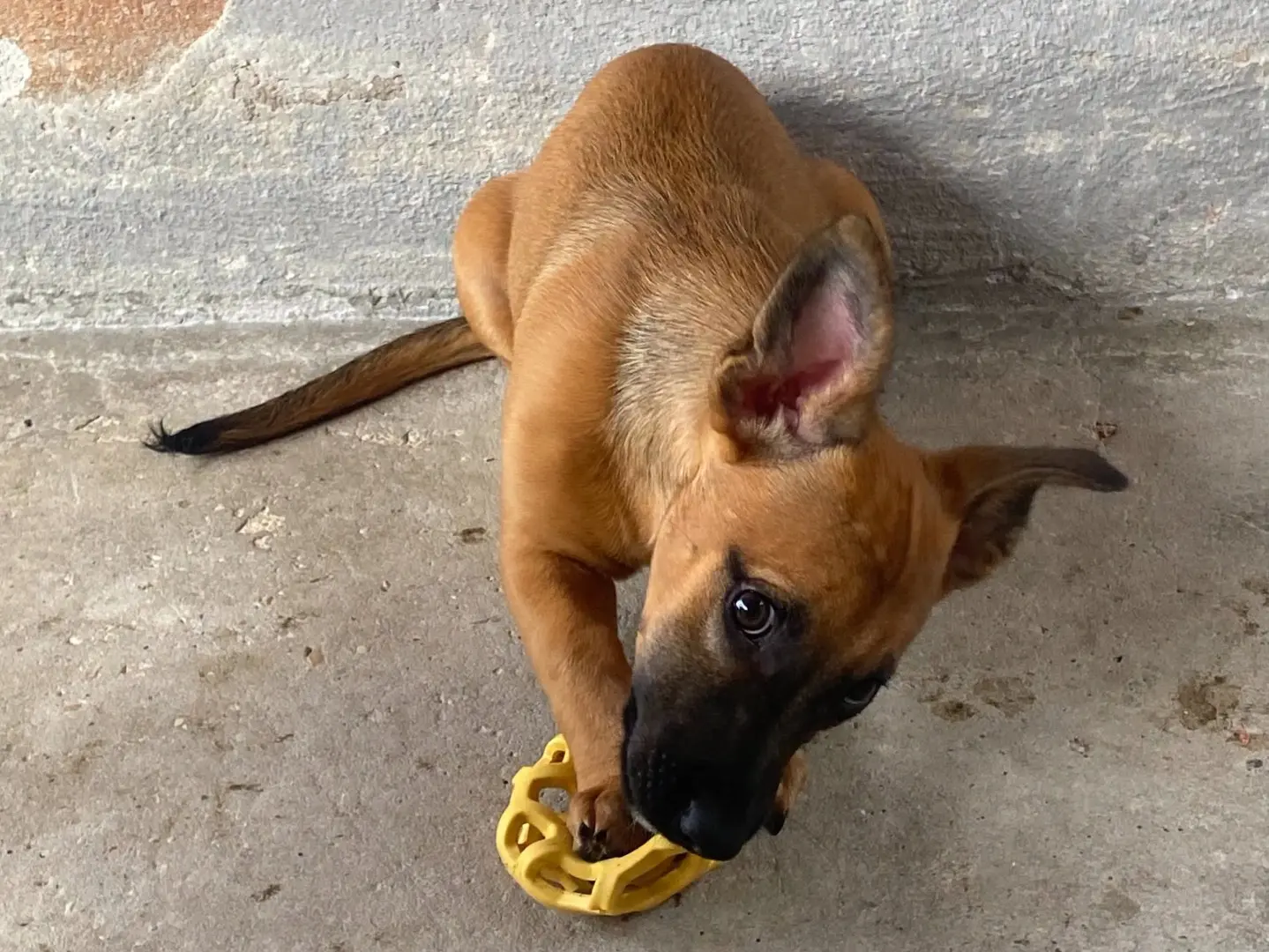 Adotta un cane, femmina, 4 mesi, Latina