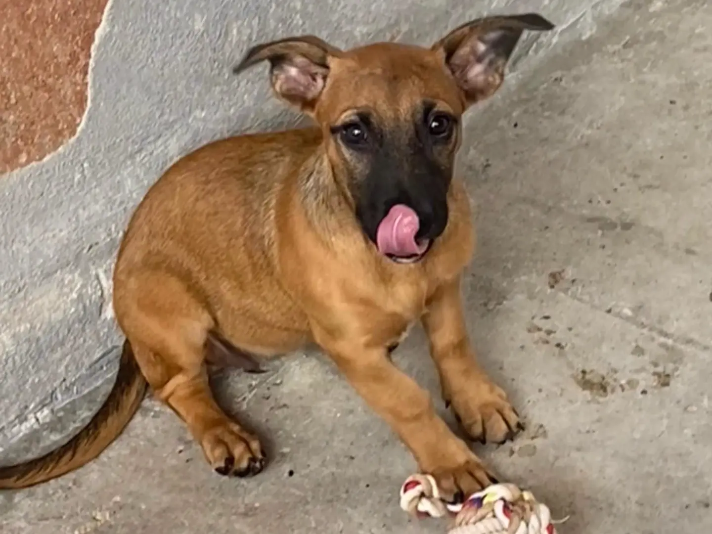 Adozione cane, femmina, Razza sconosciuta Razza sconosciuta, 4 mesi, taglia media contenuta, Latina