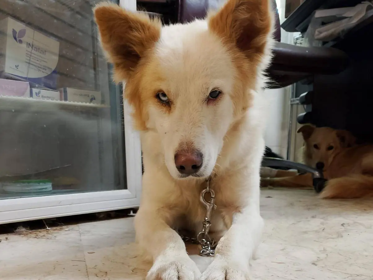 Vuoi adottare un cane a Cosenza?