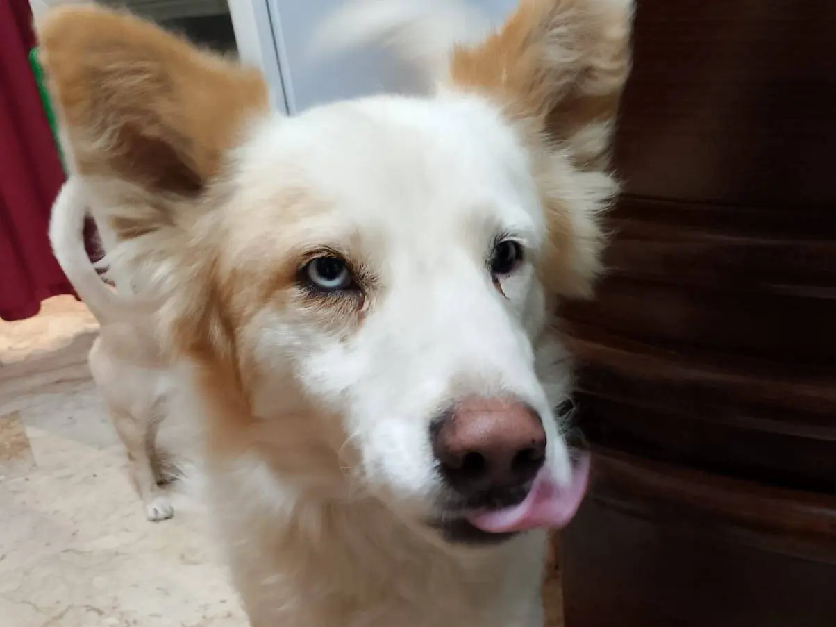 Adotta un cane, maschio, 2 anni e 10 mesi, Cosenza