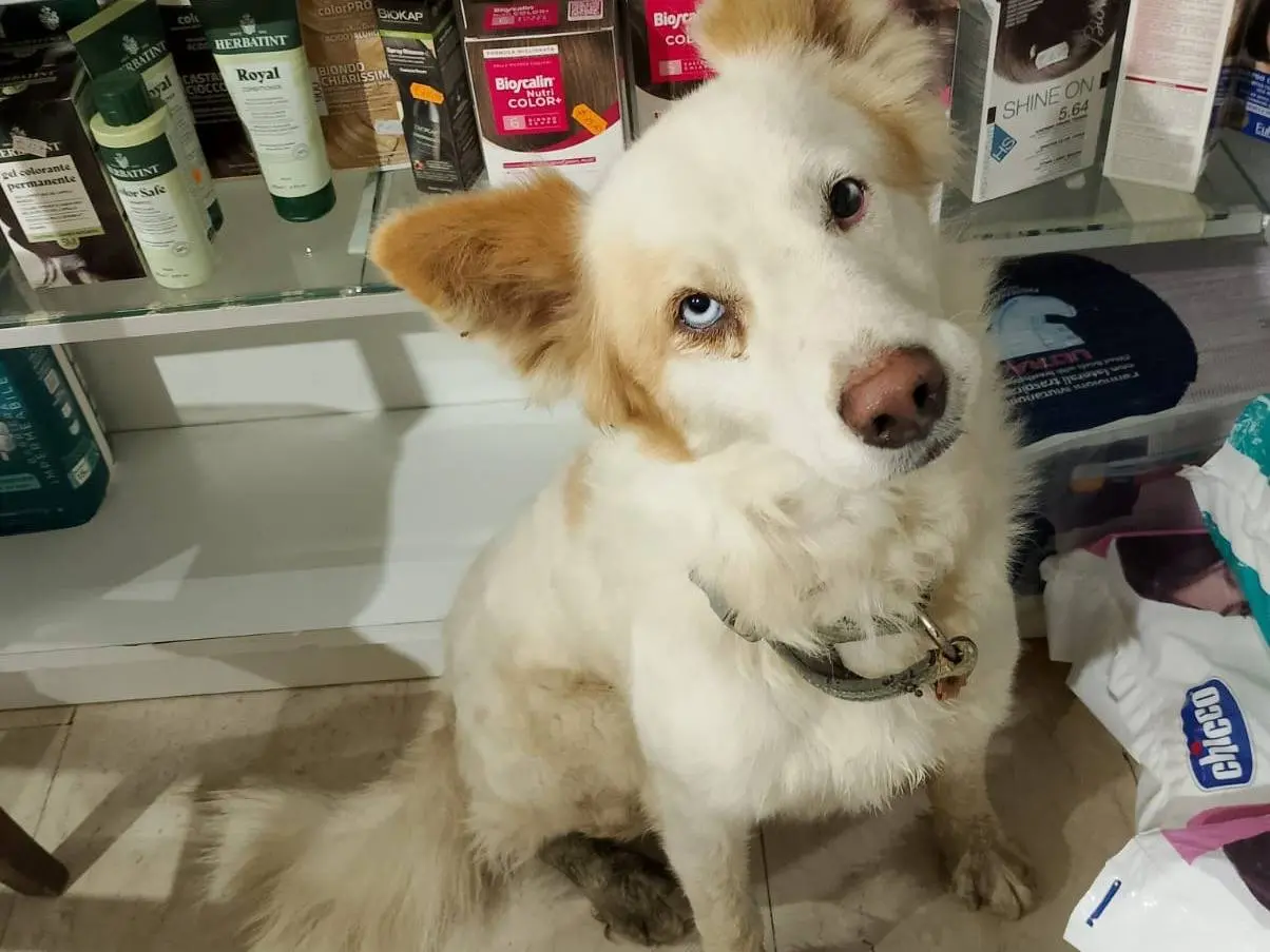 Adozione cane, maschio, Razza sconosciuta Razza sconosciuta, 2 anni e 10 mesi, taglia media, Cosenza