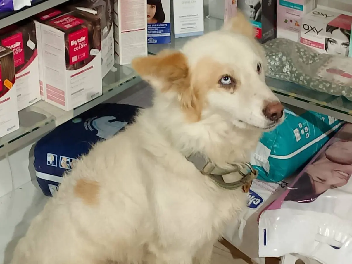 Adotta il cane DAKO a Cosenza