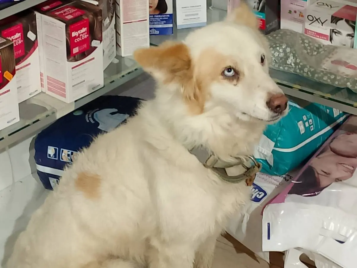Adotta un cane, taglia media, maschio, Cosenza