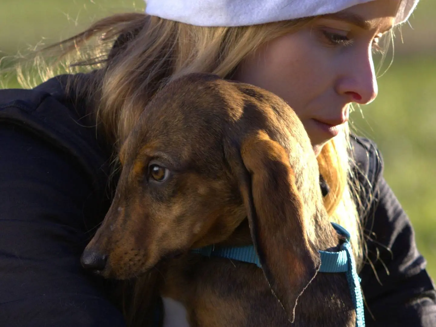 Adotta un cane, maschio, 1 anno e 3 mesi, Milano