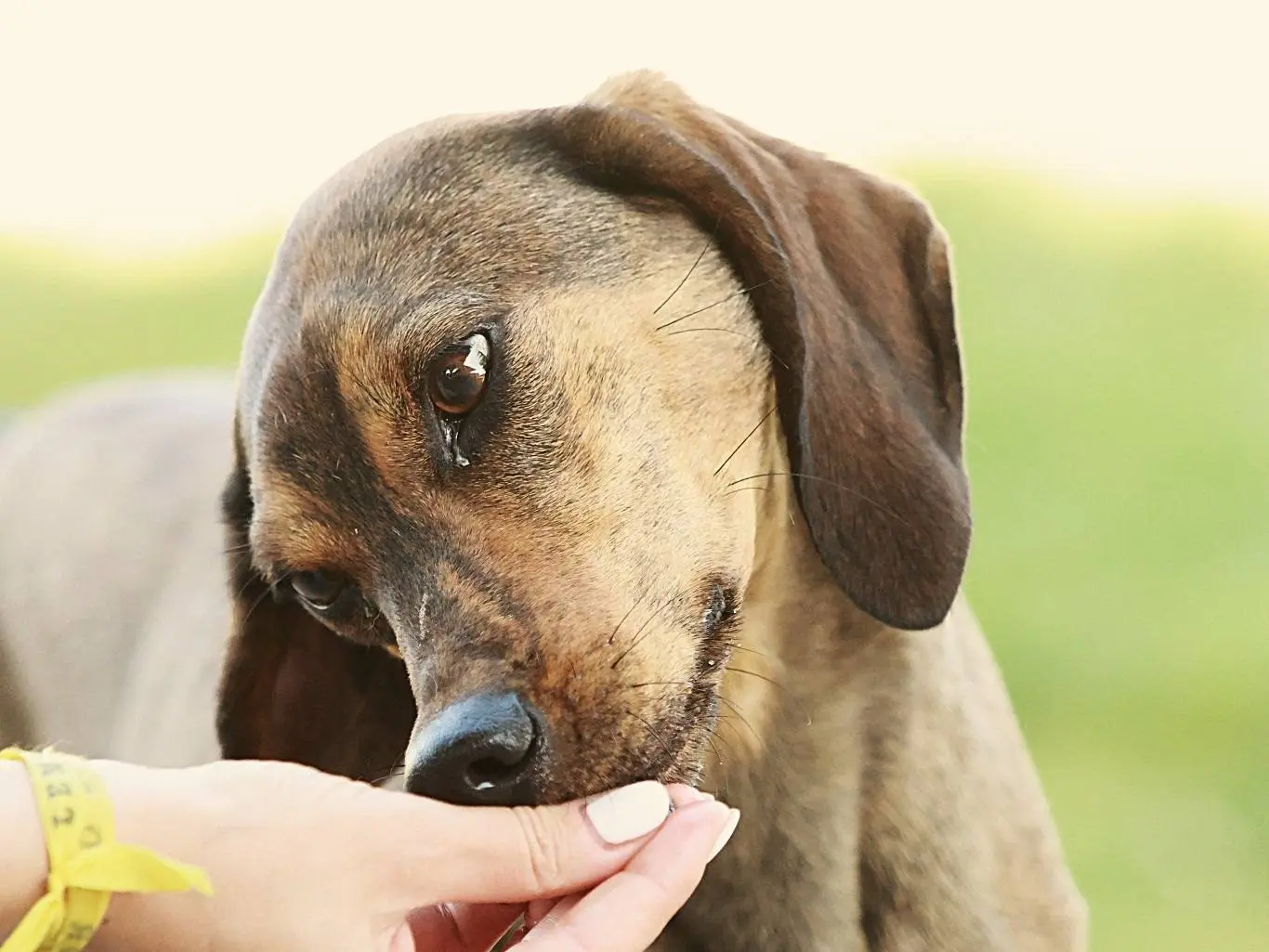 Vuoi adottare un cane a Milano?