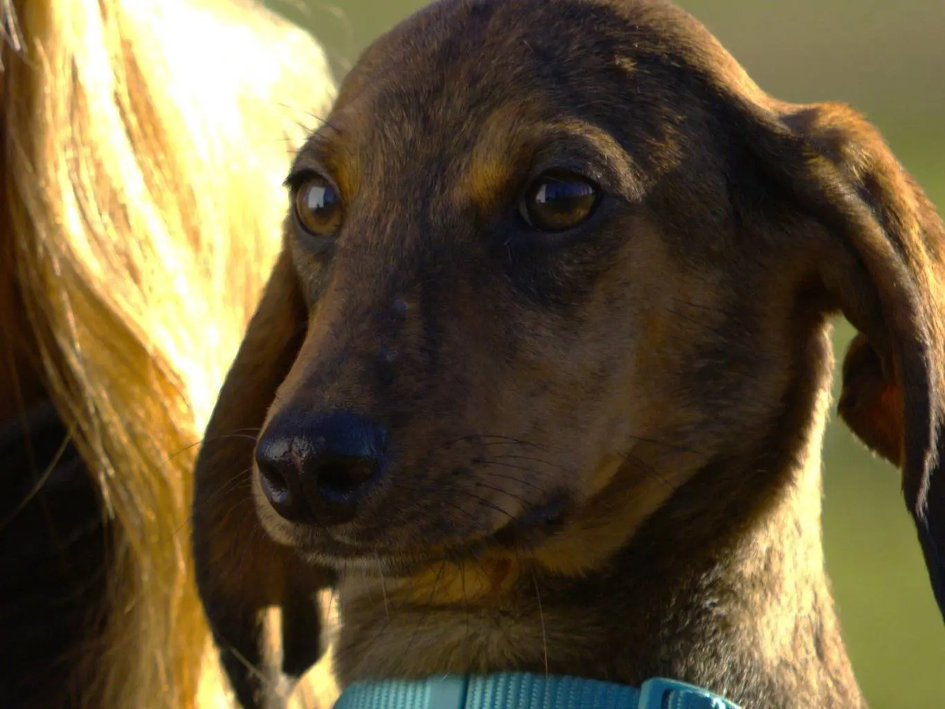 Adotta un cane, taglia media contenuta, maschio, Milano