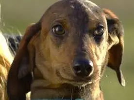 Adozione cane, maschio, Segugio Razza sconosciuta, 1 anno e 3 mesi, taglia media contenuta, Milano