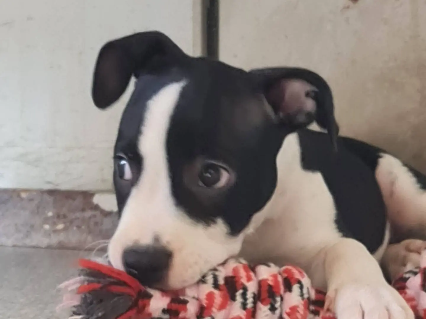 Adotta un cane, femmina, 2 mesi, Trapani