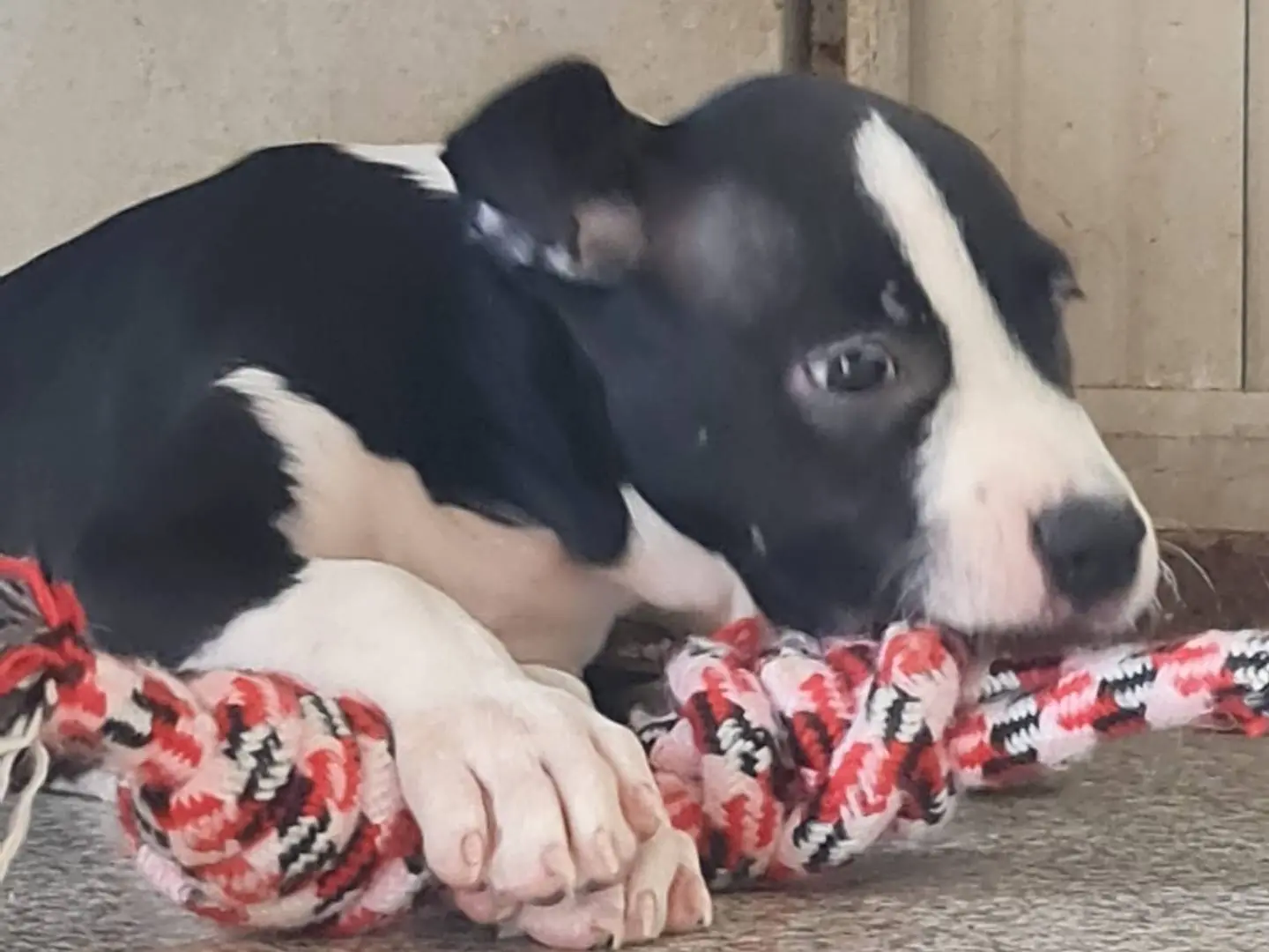 Adotta un cane, taglia media, femmina, Trapani