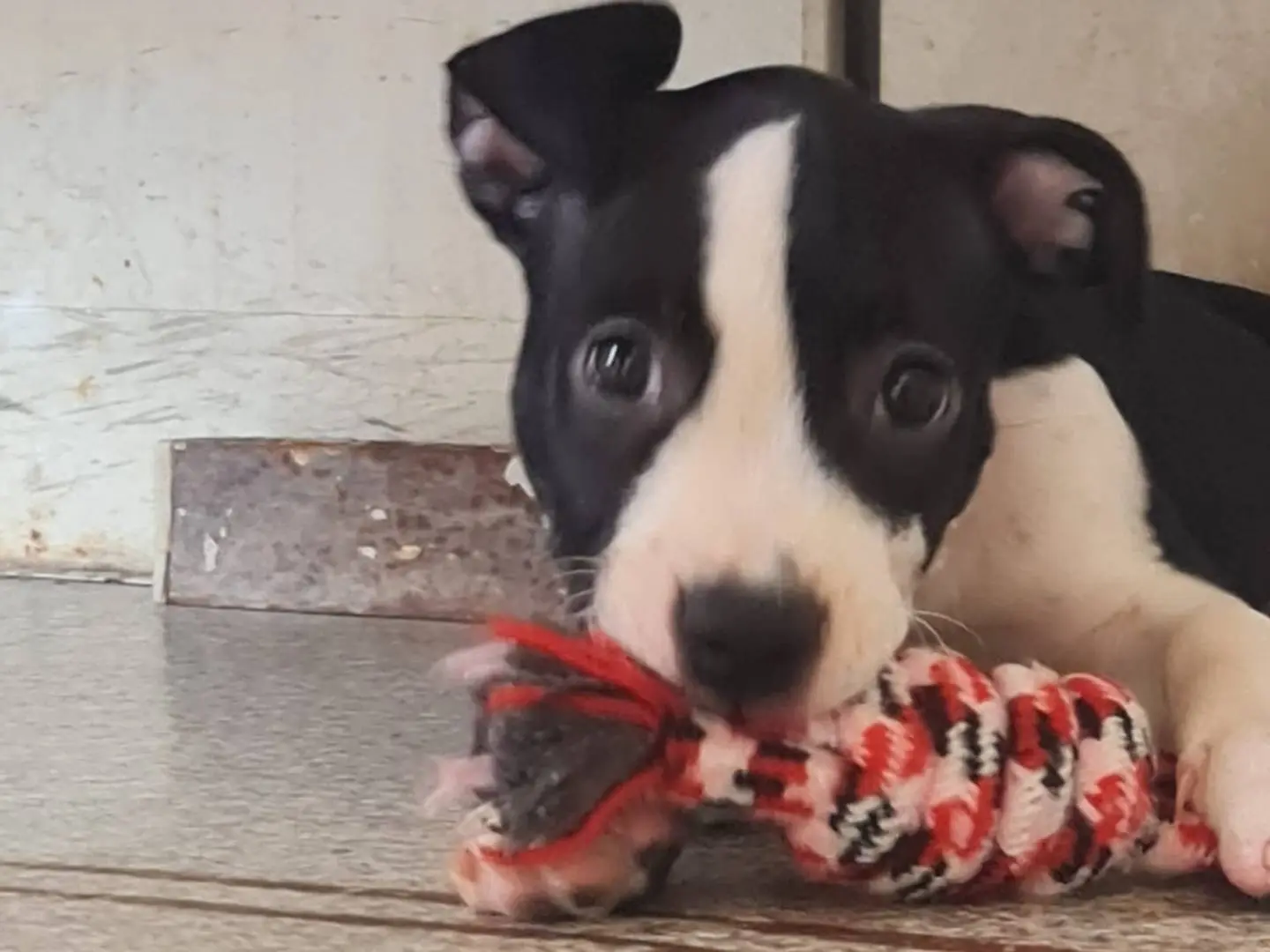 Adozione cane, femmina, Pitbull Razza sconosciuta, 2 mesi, taglia media, Trapani