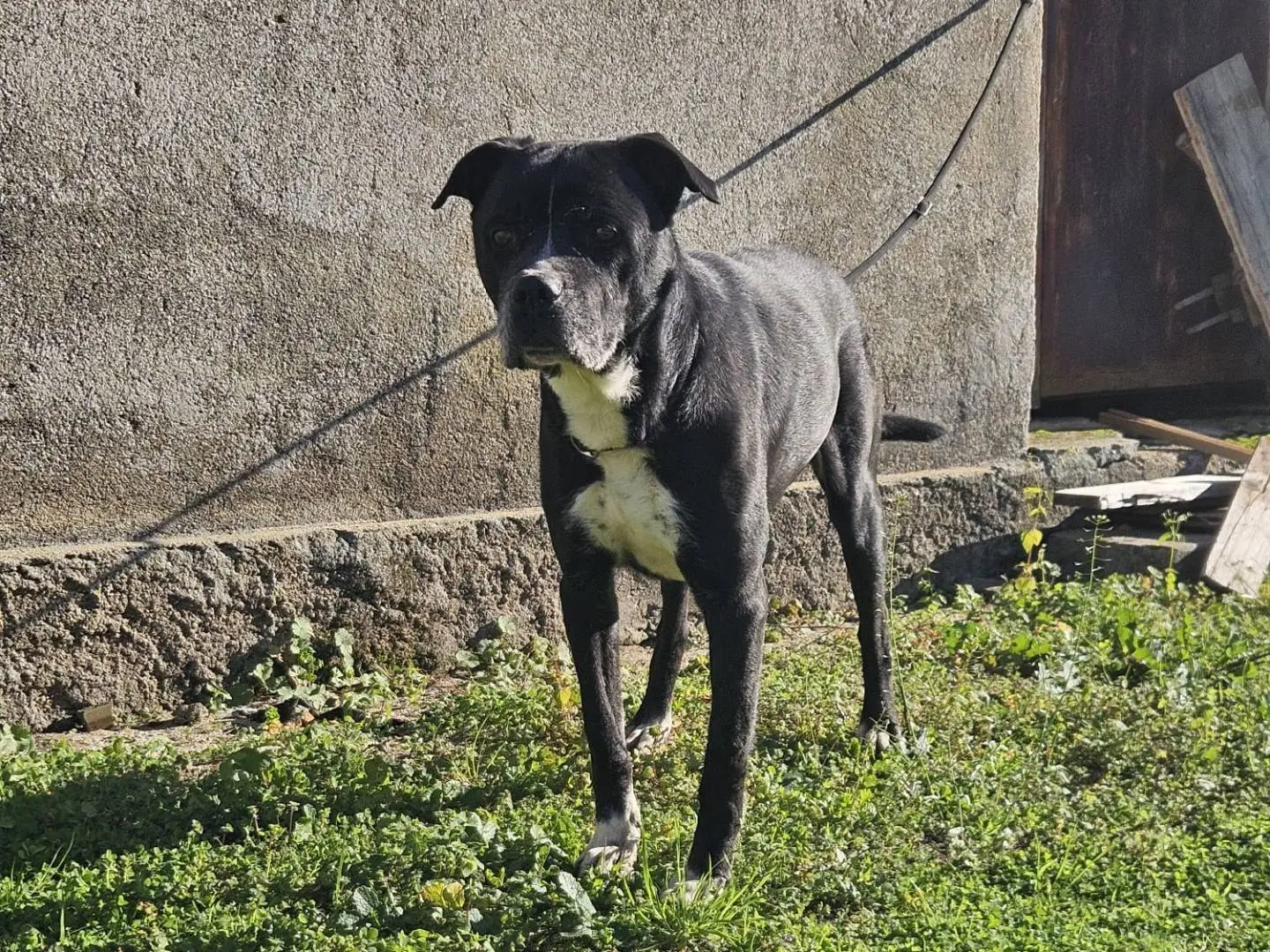 Adotta un cane, taglia grande, maschio, Reggio