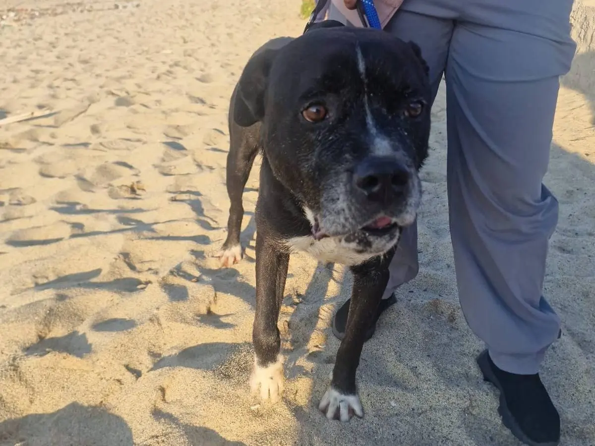 Vuoi adottare un cane a Reggio?