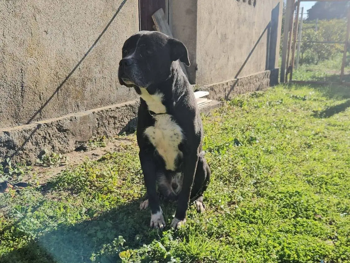 Adotta un cane, maschio, 8 anni e 1 mese, Reggio
