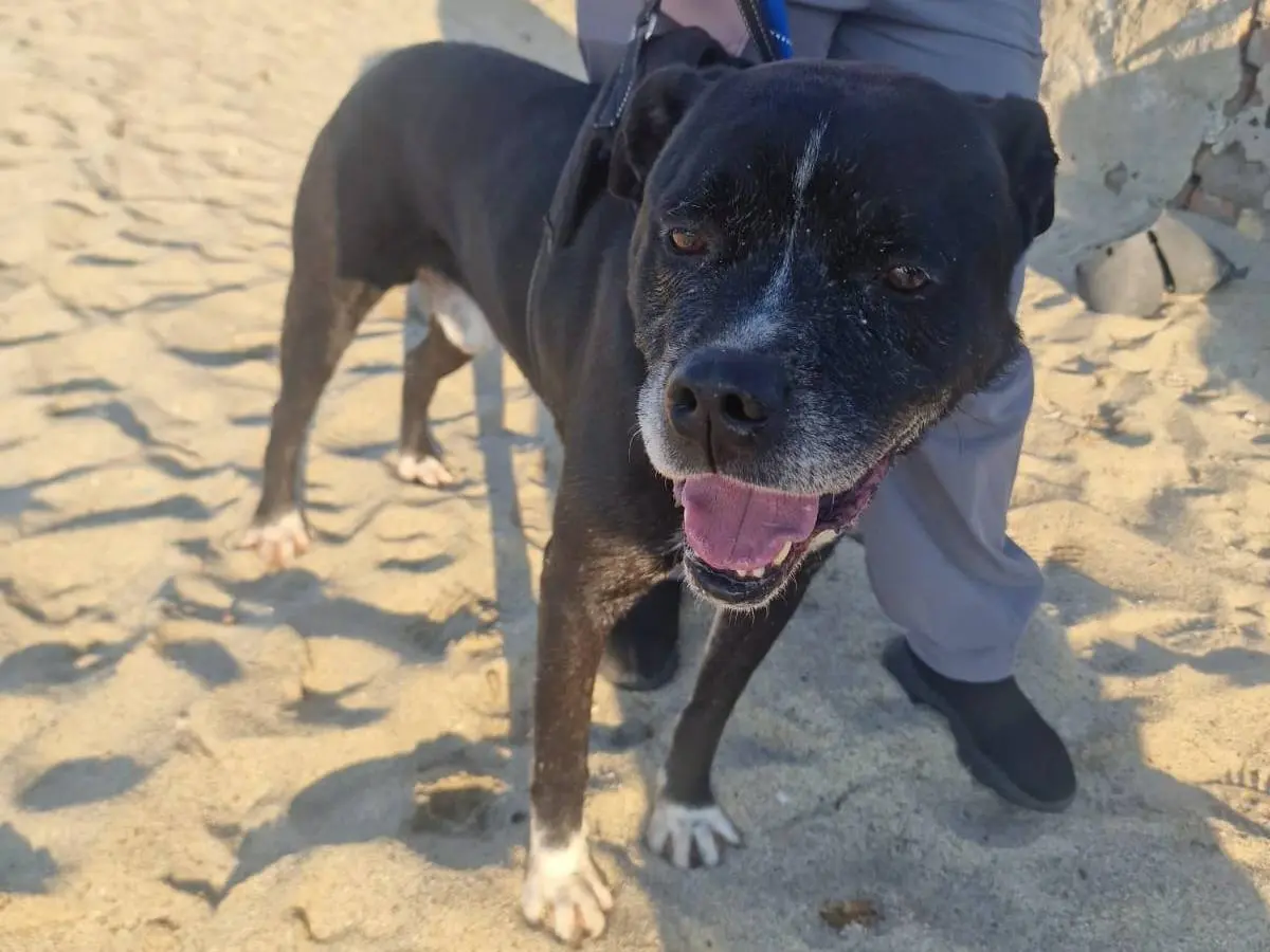Adozione cane, maschio, Staffordshire Bull terrier Razza sconosciuta, 8 anni e 1 mese, taglia grande, Reggio