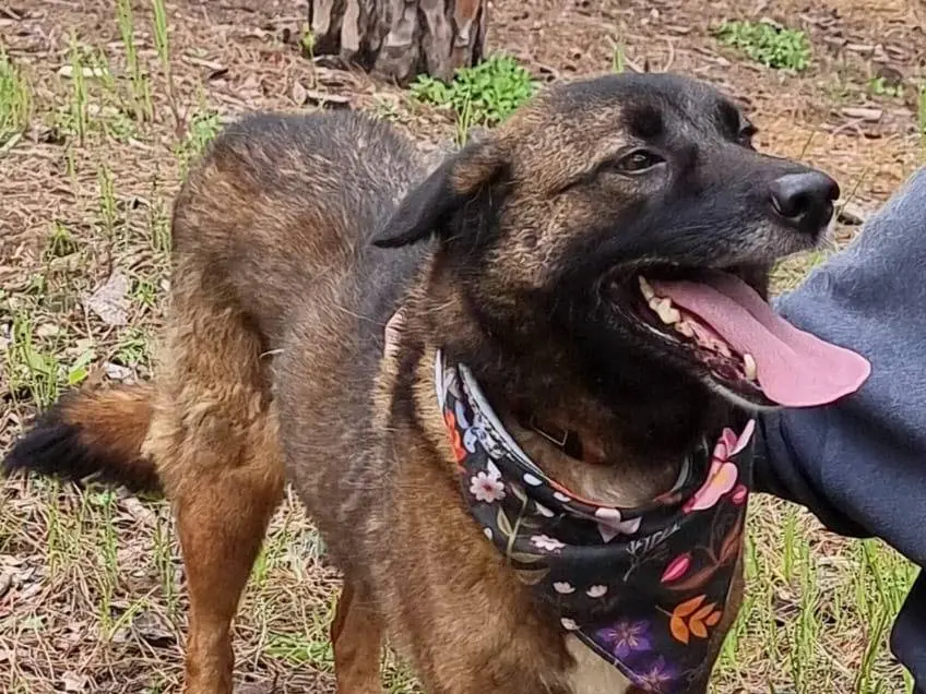 Adotta un cane, femmina, 6 anni, Milano