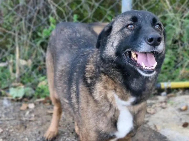 Adotta il cane CARRIE a Milano