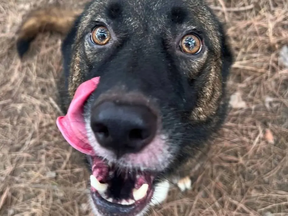 Adozione cane, femmina, Razza sconosciuta Razza sconosciuta, 6 anni, taglia media, Milano