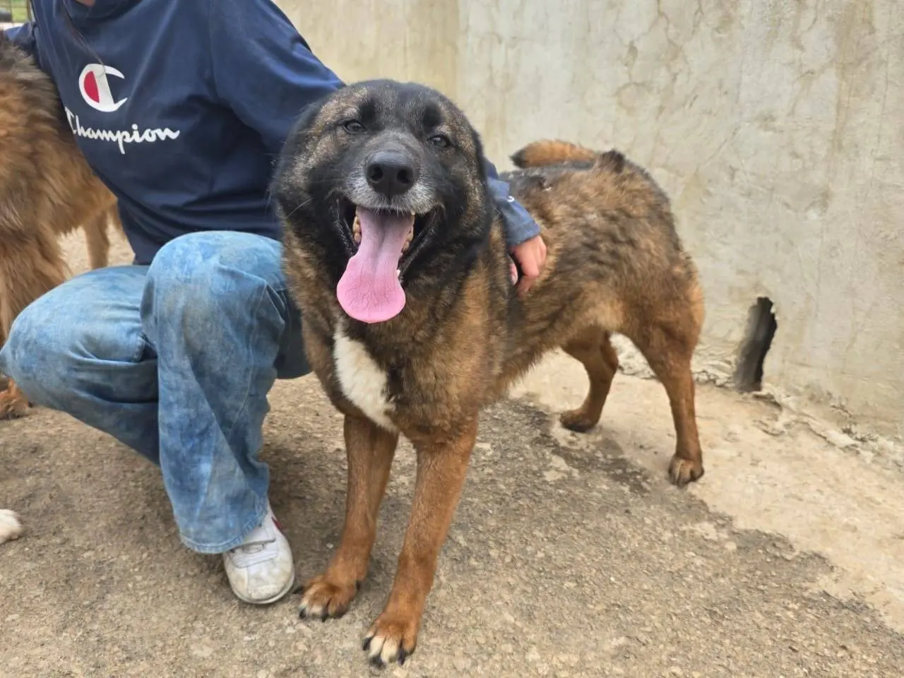 Adotta un cane, taglia media, femmina, Milano