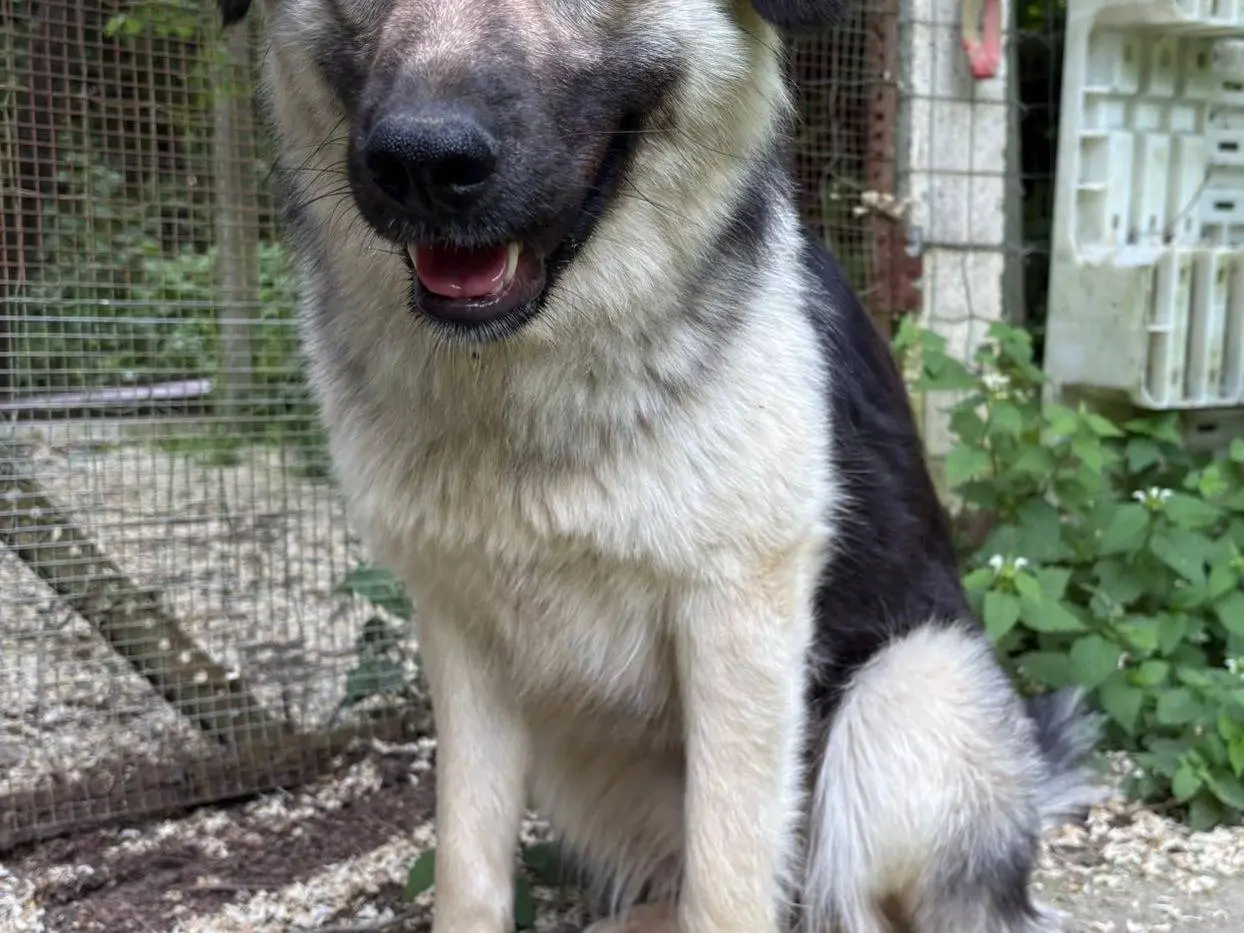 Adozione cane, femmina, Razza sconosciuta Razza sconosciuta, 2 anni, taglia media contenuta, Avellino
