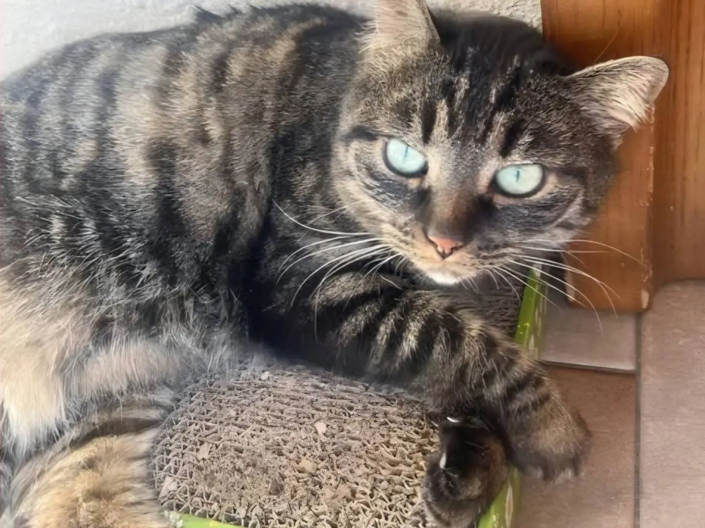 Adozione gatto, femmina, Razza sconosciuta Razza sconosciuta, 10 anni e 5 mesi, taglia non valida, Torino