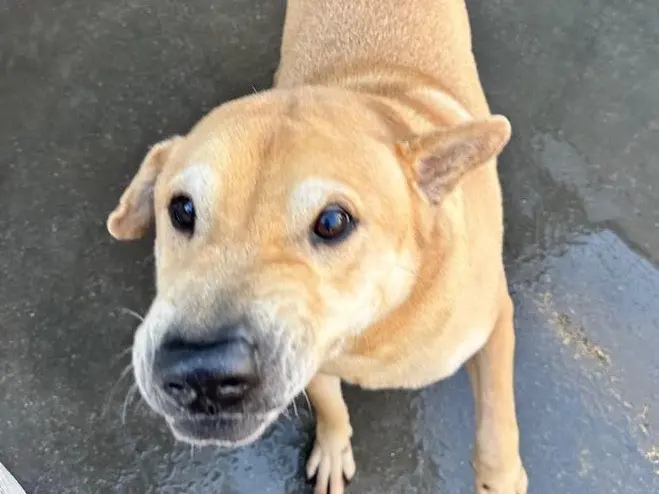 Adotta un cane, taglia media contenuta, maschio, Latina