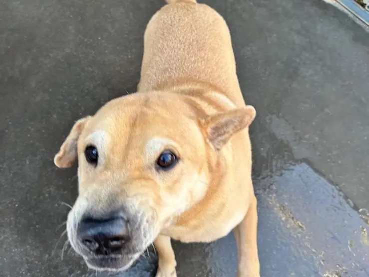 Adozione cane, maschio, Shar Pei Razza sconosciuta, 11 anni e 9 mesi, taglia media contenuta, Latina