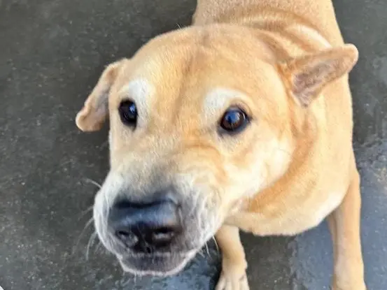 Adotta un cane, maschio, 11 anni e 9 mesi, Latina