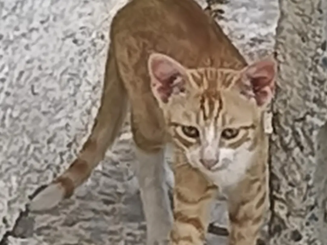 Adotta un gatto, taglia non valida, maschio, Crotone