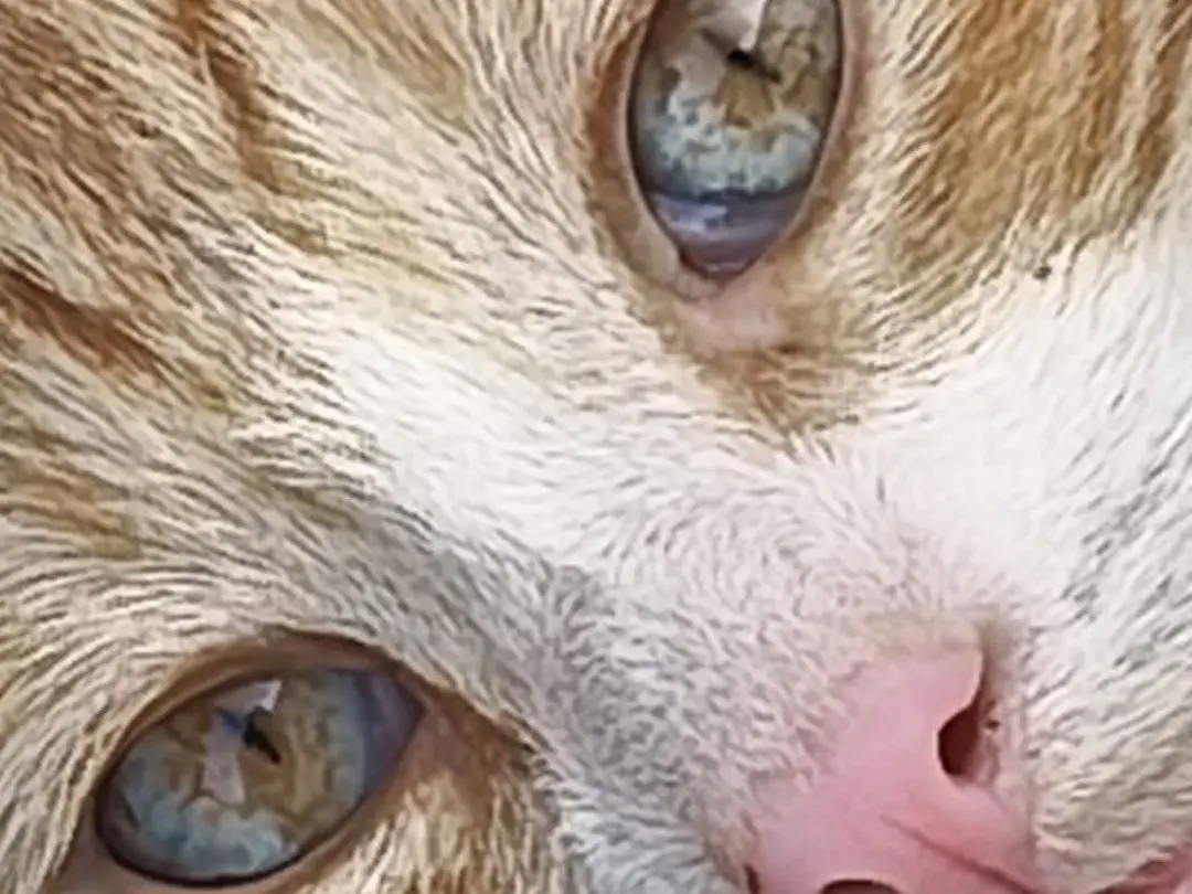 Adotta un gatto, maschio, 5 mesi, Crotone