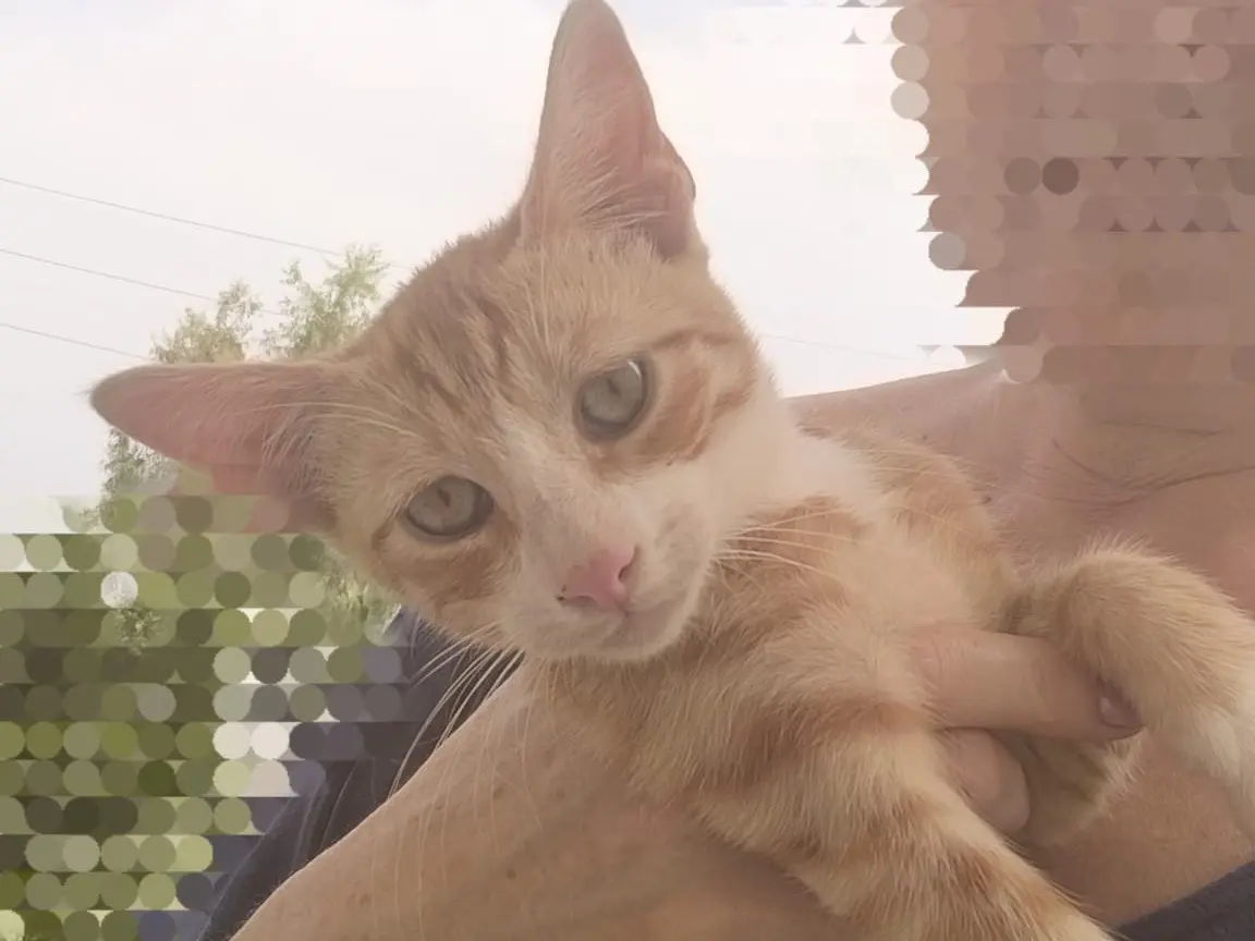 Adozione gatto, maschio, Razza sconosciuta Razza sconosciuta, 5 mesi, taglia non valida, Crotone