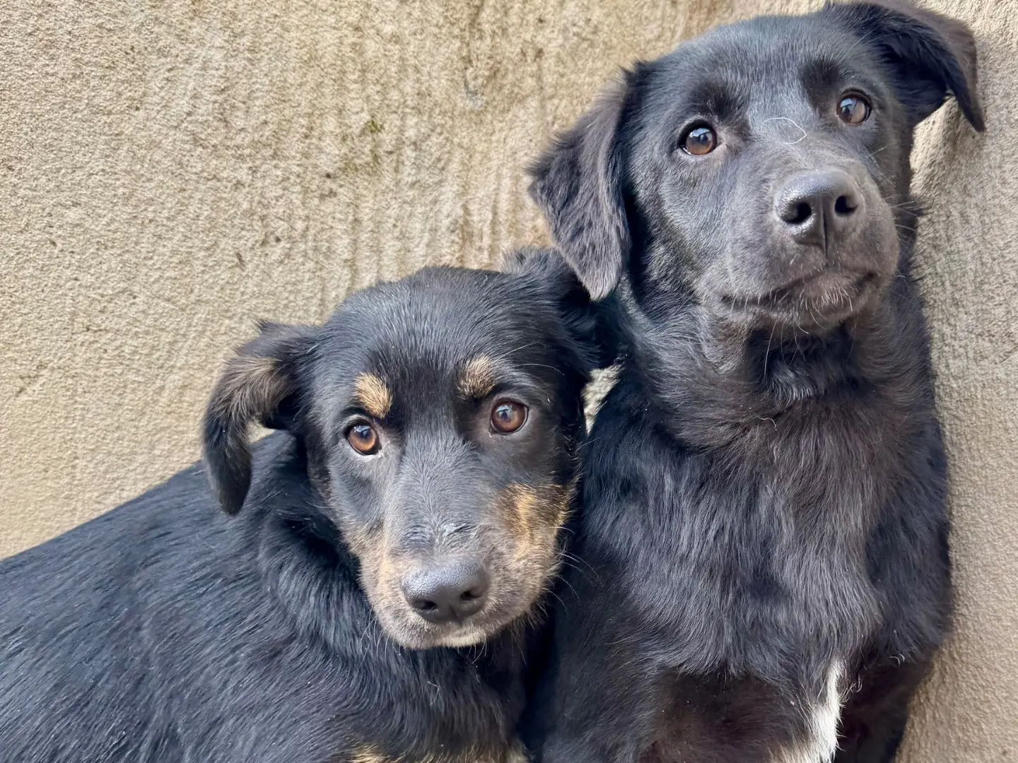 Adotta un cane, femmina, 1 anno e 2 mesi, Salerno