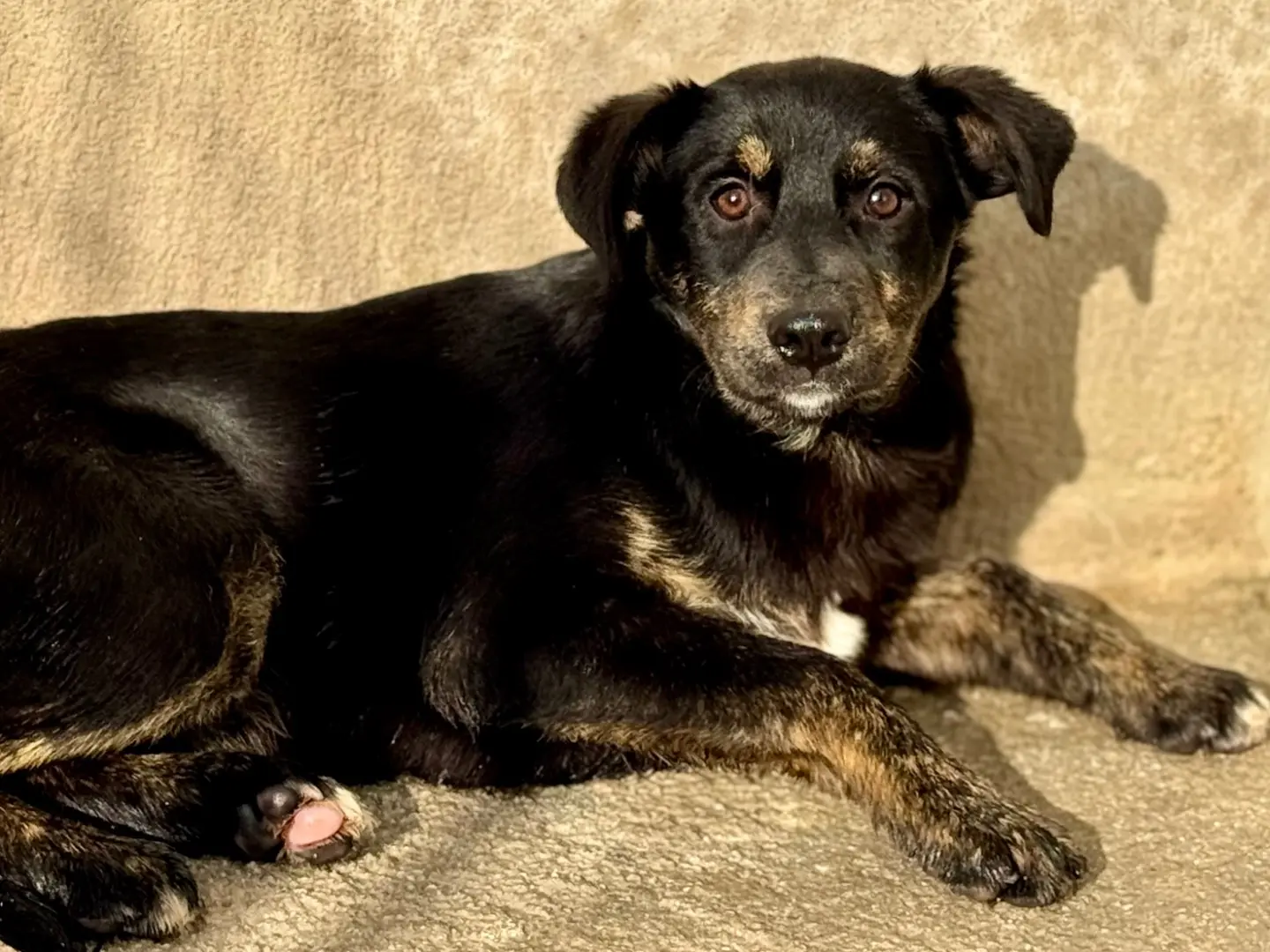 Adozione cane, femmina, Razza sconosciuta Razza sconosciuta, 1 anno e 2 mesi, taglia media, Salerno