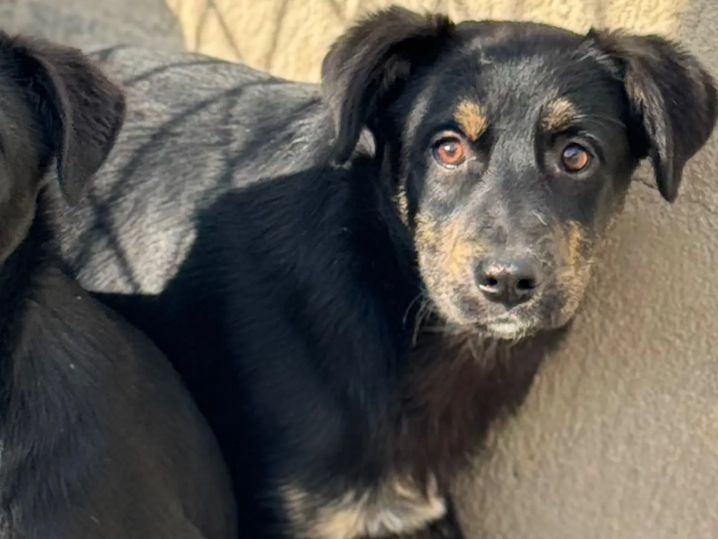 Adotta un cane, taglia media, femmina, Salerno