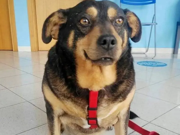 Adozione cane, femmina, Pinscher, 12 anni e 8 mesi, taglia piccola, Messina